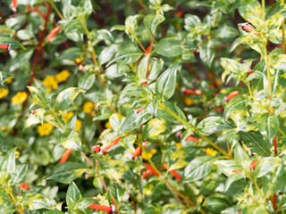 Cuphea ignea - Plante-cigare ou Fleur-cigarette au long calice tubulé rouge borduré de blanc et noir, au feuillage lancéolé vert foncé