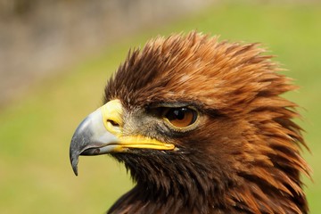 Details and portraits of birds of prey,