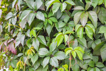 On walls is creeper ivy plant Maiden or Wild grape or Parthenocissus quinquefolia with green...