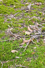 Green forest moss with fallen wood debris with dry branches of trees and leaves. Background of natural mossy soil in summer forest