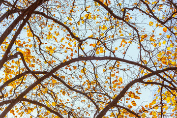 Tree branches in the autumn park at day time.