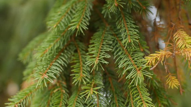 conifer branches, spiny green spruce branches close-up, camera in motion. Background for Christmas, New Year
