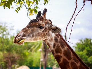 Giraffe eating from bush in the Zoo