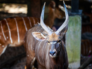 Male Nyala antelope (Tragelaphus angasii). Wildlife animal