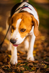 The beagle dog in sunny autumn forest. Alerted hound searching for scent and listening to the woods...