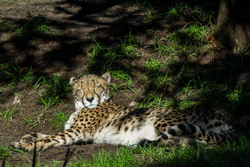 Cheetahs rest in the grass and on platforms. Auckland Zoo, Auckland, New Zealand