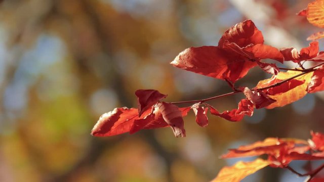 Red autumn leaves. Twig with autumn red wilted leaves in sunlight.  Branch with autumn red wilted leaves waving in the light wind, close up