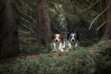 Fototapeta premium The Krkonose Mountains are a geomorphological complex and the highest mountain range in the Czech Republic and the Czech Highlands. It is located in northeastern Bohemia and in the south of the Polish