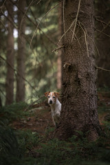 The Krkonose Mountains are a geomorphological complex and the highest mountain range in the Czech Republic and the Czech Highlands. It is located in northeastern Bohemia and in the south of the Polish
