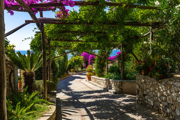 Picturesque footpath under a pergola in Capri leading to Mediterranean Sea decorated with flowers, Italy.