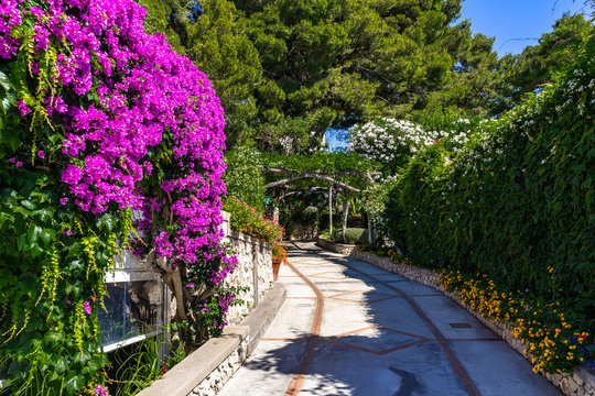 Scenic footpath in Capri decorated with bright bougainvillea flowers, Campania, Italy