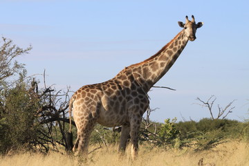 Girafe dans la nature