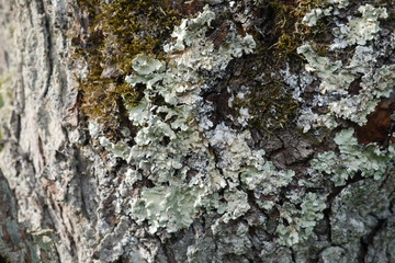 bark of a tree