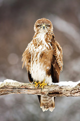 Perched wild common buzzard sitting on a branch covered with snow in winter. Vertical photograph of bird predator staring to camera.