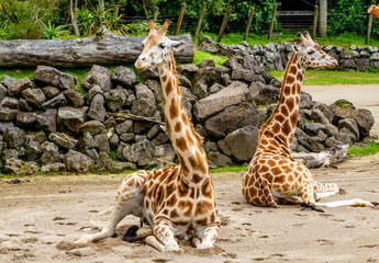 Giraffes sitting in their compound. Auckland Zoo. Auckland, New Zealand