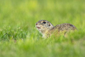 Endangered european ground squirrel, spermophilus citellus, lying on green field hiding. Wild animal in nature early in the morning.