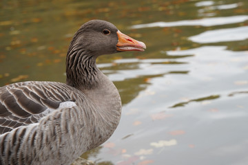Duck at a calm lake