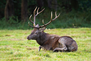 Tired red deer stag, cervus elaphus, resting by lying on the ground in rutting season.