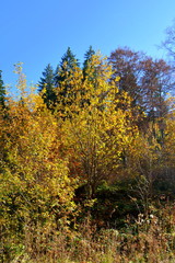 Typical landscape in the forests of Transylvania, Romania. Green landscape in autumn, in a sunny day