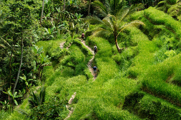 The beautiful Tegalallang rice terraces near Ubud in Bali