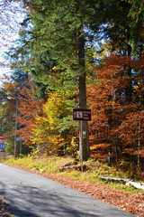 Typical landscape in the forests of Transylvania, Romania. Green landscape in autumn, in a sunny day