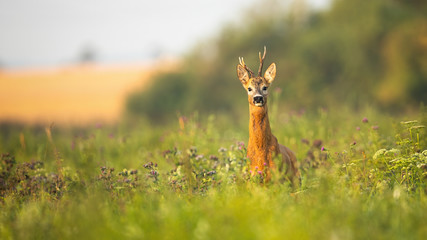 Roe deer, capreolus capreolus, buck standing proudly with head up on a meadow with wildflowers at sunrise. Wild animal with fur wet from dew facing camera in summer with copy space. © WildMedia