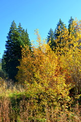 Typical landscape in the forests of Transylvania, Romania. Green landscape in autumn, in a sunny day