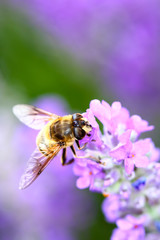 Bee pollinating lavender flowers on a warm summer day