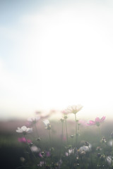 朝日を浴びるコスモス（縦構図）