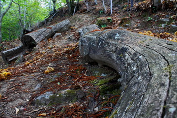 paseo por el bosque