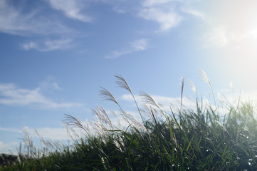 青空とススキ