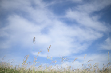 青空とススキ
