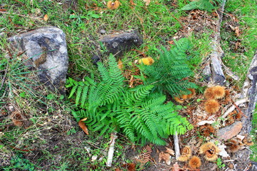 paseo por la naturaleza