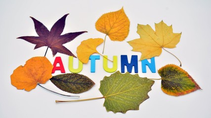 Letras de madera de colores, formando la palabra autumn, otoño, decorado con hojas de árbol secas