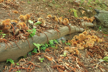 Obraz premium paseo por la naturaleza