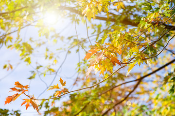 Obraz na płótnie Canvas Autumn trees in a forest and clear blue sky with sun