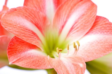 Close-up of a beautiful pink blossoming flower