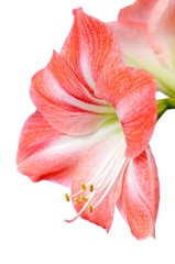 Fototapeta na wymiar Close-up of a beautiful blossoming pink flower