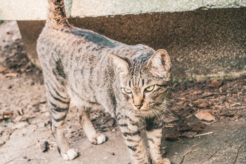 I met a cute wild cat.