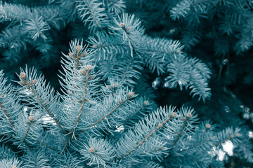 Blue spruce branches. Close shot
