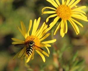 bee on yellow flower