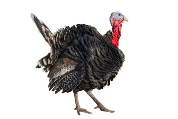 Fototapeta premium Turkey isolated on a white background. Male turkey isolated on a white background. turkeys poultry isolated on a white background. 