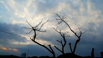 dead tree and sky