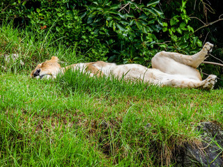 Lioness grabs a nap in the tall grass. Auckland Zoo, Auckland, New Zealand
