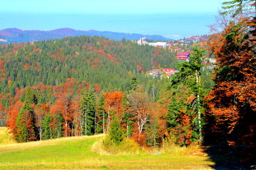 Typical landscape in the forests of Transylvania, Romania. Green landscape in autumn, in a sunny day