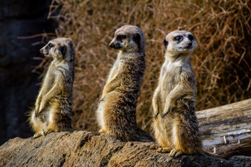 Meerkats stand guard and watch over their compound. Auckland Zoo, Auckland, New Zealand