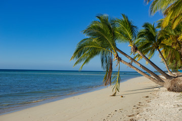 Obraz premium palm tree on the beach in Walakiri Beach, Sumba, Indonesia