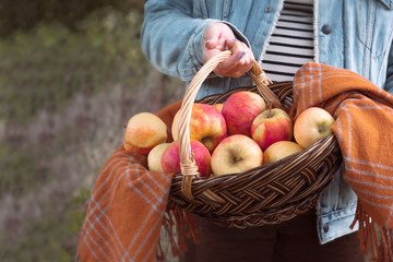 Woman holds a basket with apples. Harvest time.