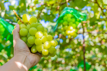 山梨県勝沼ぶどう郷　シャインマスカットの収穫