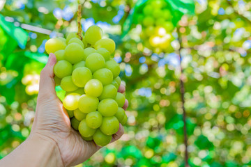山梨県勝沼ぶどう郷　シャインマスカット狩り
